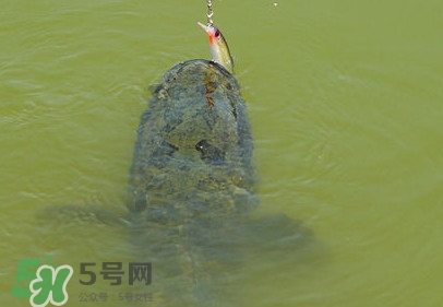 黑魚(yú)是發(fā)物嗎？黑魚(yú)是不是發(fā)物