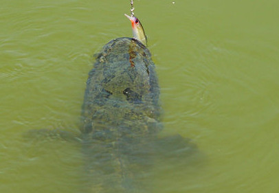 黑魚是海鮮嗎？黑魚是外來物種嗎