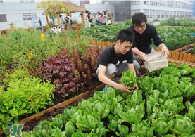 六月份種什么蔬菜？六月份可以種什么蔬菜？