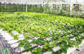 六月份種什么蔬菜？六月份可以種什么蔬菜？