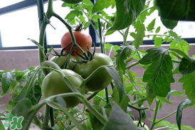 六月份種什么蔬菜？六月份可以種什么蔬菜？