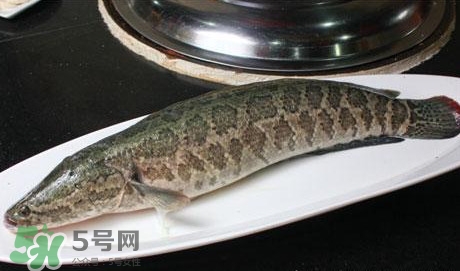 黑魚(yú)能和豆腐一起吃嗎？豆腐可以和黑魚(yú)一起吃嗎