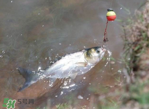 五月份能釣鰱魚嗎？五月份釣什么魚？