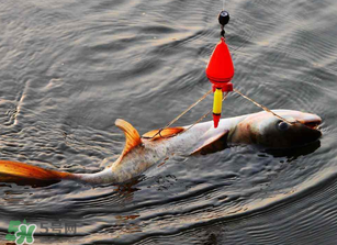 五月份能釣鰱魚嗎？五月份釣什么魚？