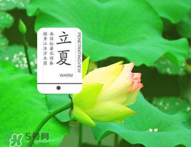 立夏吃什么水果？立夏吃什么水果好？