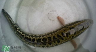 烏鱧魚多少錢一斤？烏鱧價格