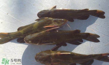 嘎魚不適合什么人吃？黃顙魚不適合什么人吃