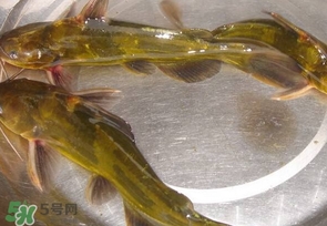 黃辣丁多少錢一斤？野生黃辣丁多少錢一斤