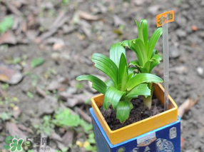 立夏種什么菜？立夏適合種什么？