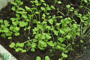 立夏種什么菜？立夏適合種什么？