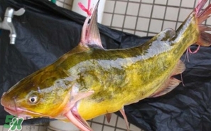 嘎魚(yú)多少錢一斤？野生黃嘎魚(yú)多少錢一斤