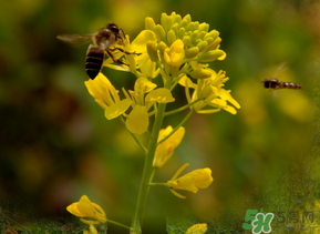 五月份還有油菜花嗎？5月份還有油菜花嗎？