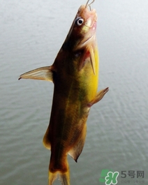 嘎魚是海魚嗎？嘎魚是什么魚