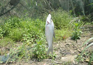 立夏好釣魚嗎？立夏怎么釣魚？