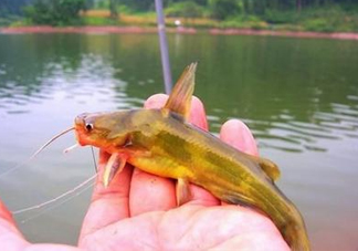 黃辣丁怎么釣？如何釣黃辣丁