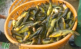 黃顙魚不能和什么一起吃？黃顙魚不能與什么同吃？