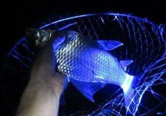 五月份可以夜釣嗎？5月份可以夜釣了嗎？