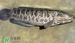 生魚是什么魚？生魚片是什么魚