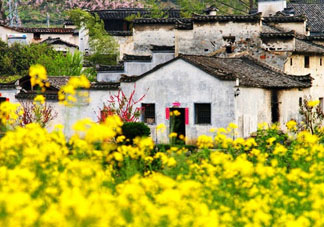五月份還有油菜花嗎？5月份還有油菜花嗎？