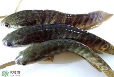 烏鱧魚多少錢一斤？烏鱧價格