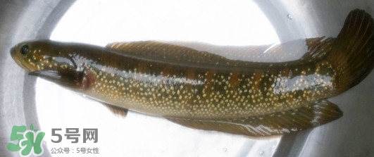 烏鱧魚多少錢一斤？烏鱧價格