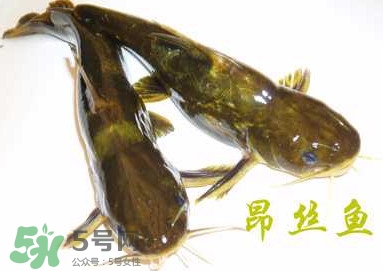 黃顙魚不能和什么一起吃？黃顙魚不能與什么同吃？