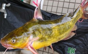 嘎魚是鯰魚嗎？嘎魚是黃辣丁嗎