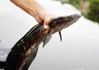 黑魚是發(fā)物嗎？黑魚是不是發(fā)物