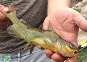 黃辣丁怎么釣？如何釣黃辣丁