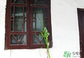 端午節(jié)插門(mén)上的是什么？端午節(jié)為什么要插艾草？