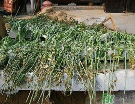 端午節(jié)插門(mén)上的是什么？端午節(jié)為什么要插艾草？