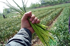 蒜薹什么時候采收？蒜薹什么時間抽