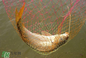 立夏怎么釣鯉魚？立夏釣鯉魚用什么餌料？