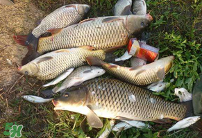 立夏怎么釣鯉魚？立夏釣鯉魚用什么餌料？