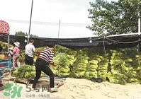 怎樣腌蒜苔容易儲(chǔ)存？怎樣腌蒜苔放的時(shí)間長(zhǎng)