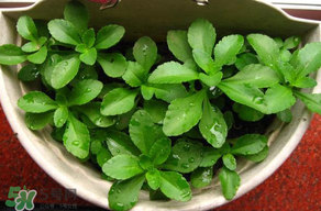 養(yǎng)心菜能生吃嗎？養(yǎng)心菜怎么吃？