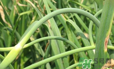 蒜薹什么時候采收？蒜薹什么時間抽