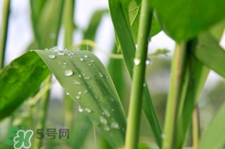 包粽子的葉子叫什么？包粽子的葉子怎么處理？