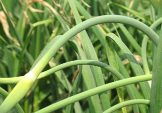 蒜薹是蒜長出來的？蒜薹是大蒜長出來的