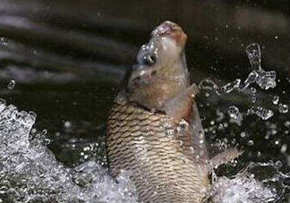 立夏怎么釣鯉魚？立夏釣鯉魚用什么餌料？