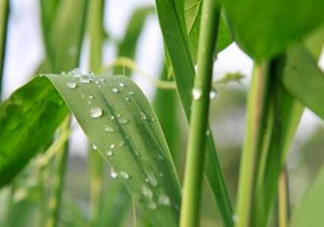 包粽子的葉子叫什么？包粽子的葉子怎么處理？