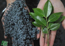 烏樹葉怎么做？烏樹葉怎么做好吃又簡(jiǎn)單？