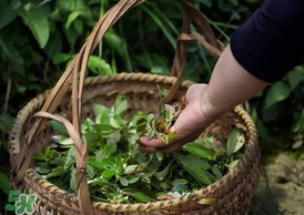 烏樹葉怎么做？烏樹葉怎么做好吃又簡(jiǎn)單？