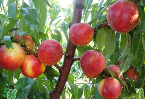 油桃和西瓜能一起吃嗎？油桃可以和西瓜一起吃嗎？