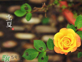 ?立夏是夏天嗎？?立夏是夏天的開始嗎？