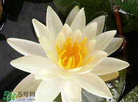 ?立夏是夏天嗎？?立夏是夏天的開始嗎？