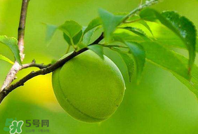 青梅不能和什么一起吃？青梅和什么相克？