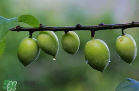 青梅不能和什么一起吃？青梅和什么相克？