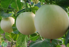 甜瓜能放冰箱嗎？甜瓜怎么放冰箱保存？