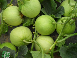 甜瓜和牛奶能一起吃嗎？吃完甜瓜可以喝牛奶嗎？